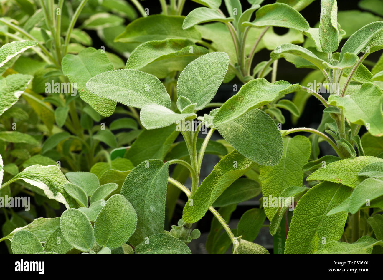 La Salvia officinalis comunemente noto come salvia latifoglie Foto Stock