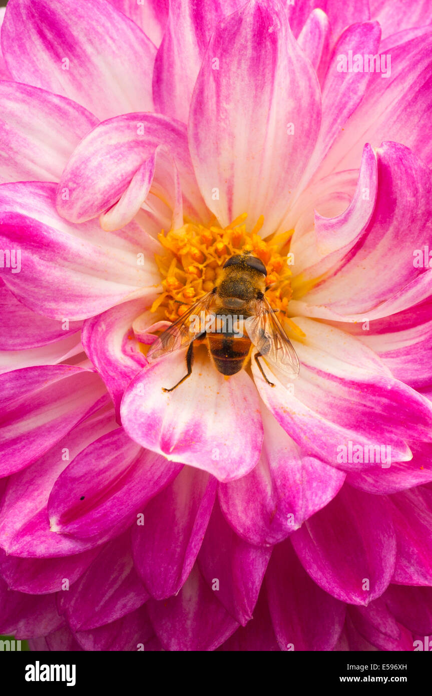 Bee raccogliere il polline di un fiore Foto Stock