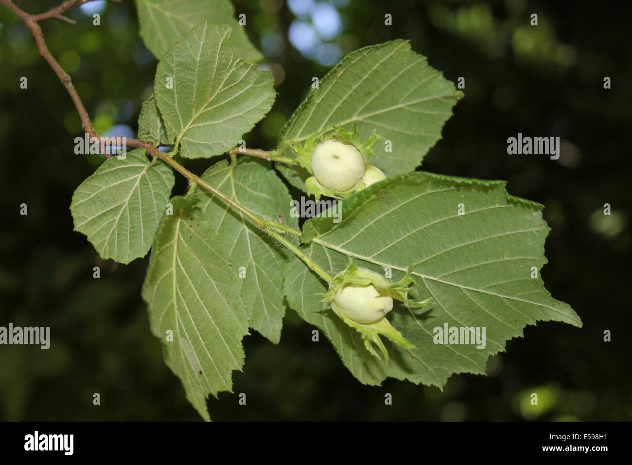 Comune di nocciolo Corylus avellana dadi Immature Foto Stock