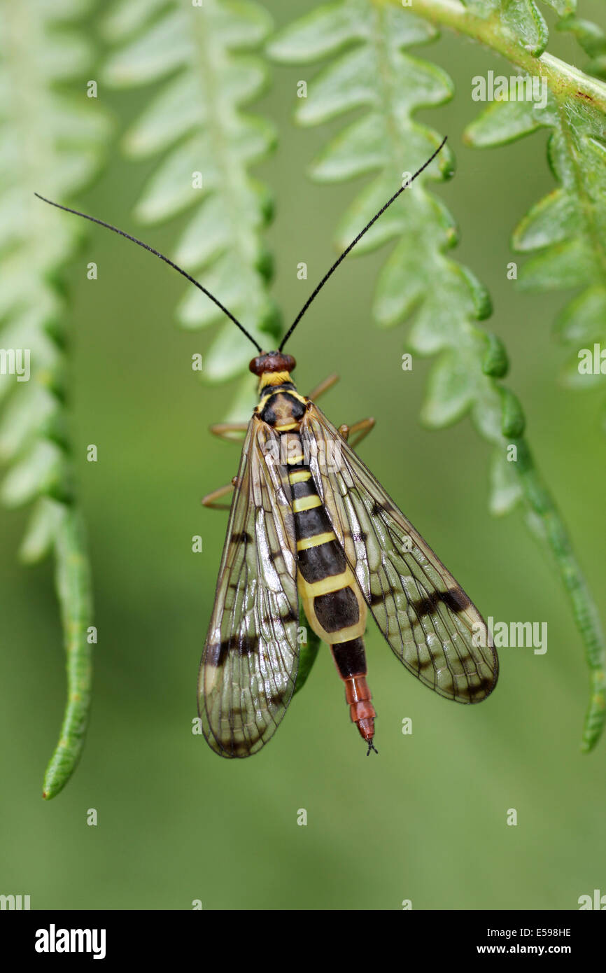 Scorpion Fly Panorpa communis femmina Foto Stock