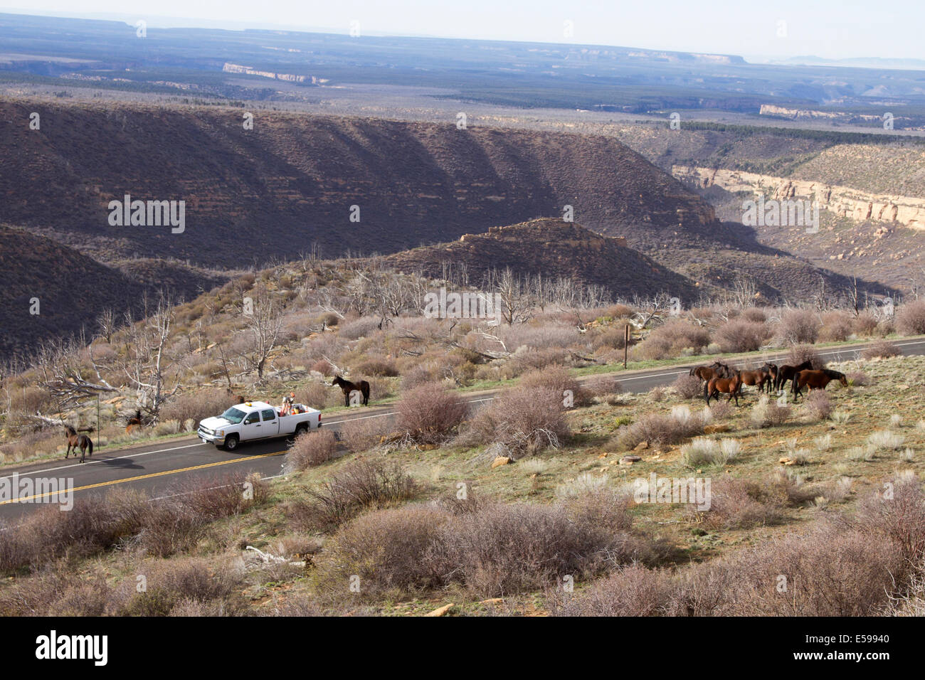 Manutenzione Auto dai Parchi Nazionali di servizio viene arrestato per consentire un allevamento di cavalli selvaggi di attraversare la strada in Mesa Verde Foto Stock