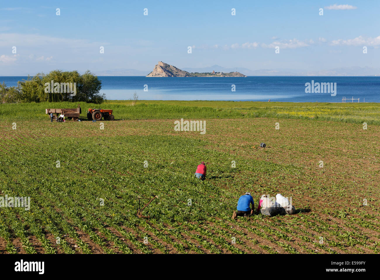 La Turchia, Van Provincia, Van lago, il lavoro sul campo, Isola Akdamar in background Foto Stock