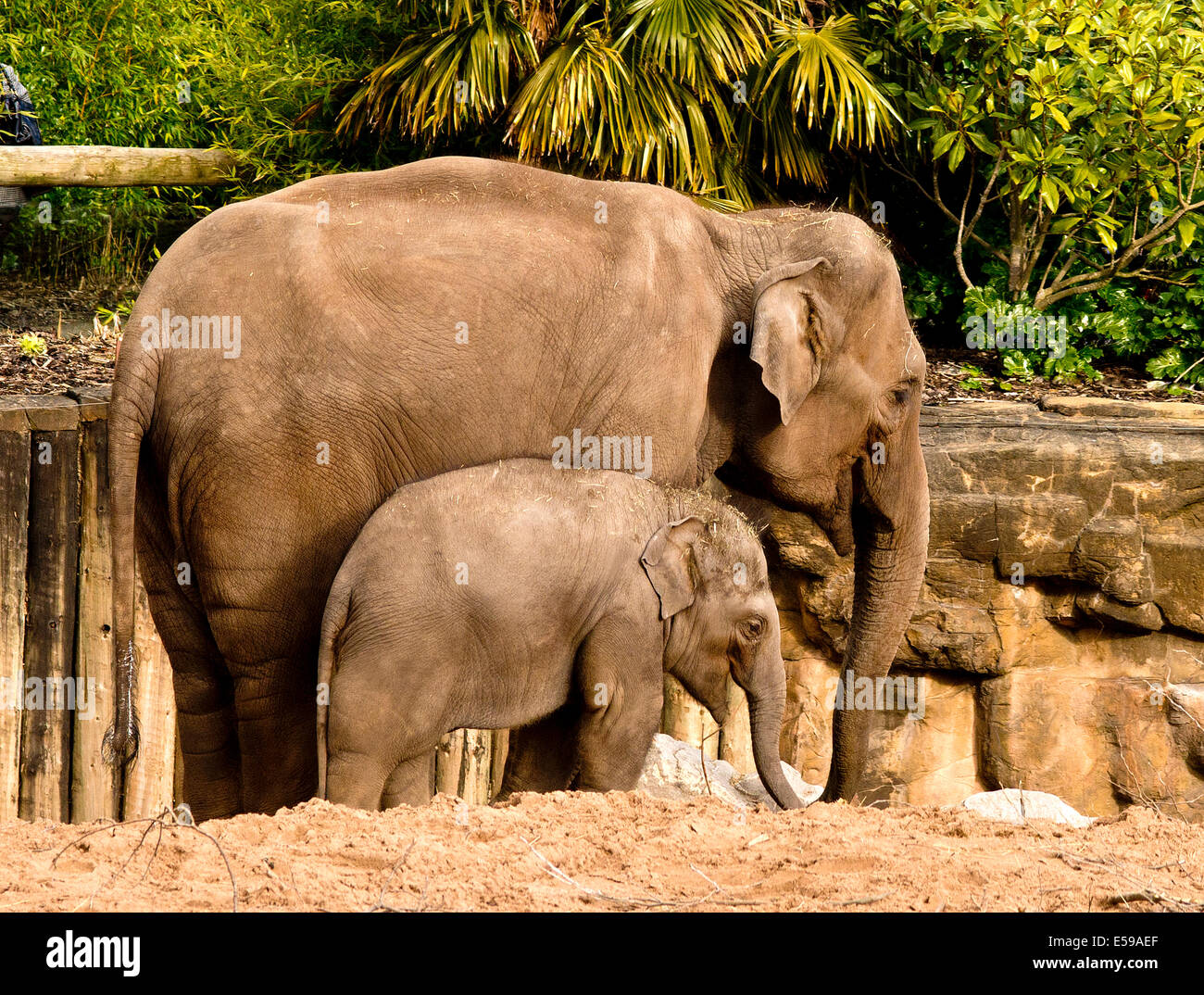 Una madre e un bambino di elefante asiatico, Elephas maximus Foto Stock