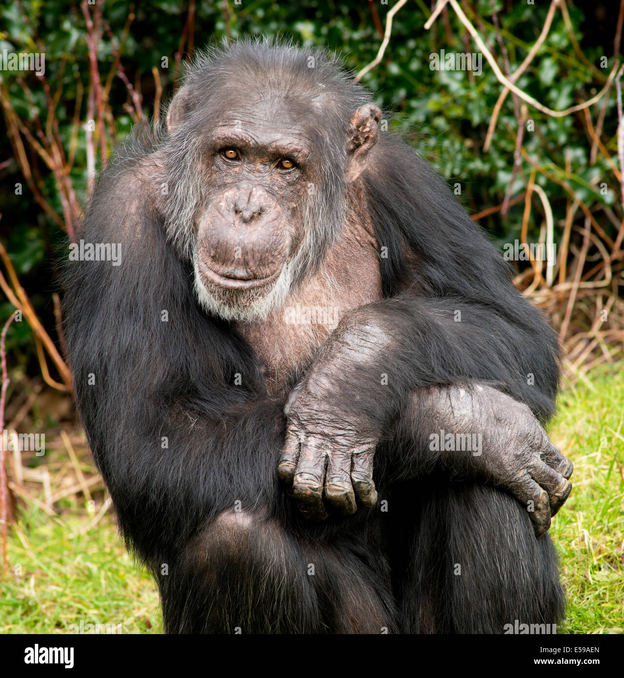 Un anziano scimpanzé maschi Foto Stock
