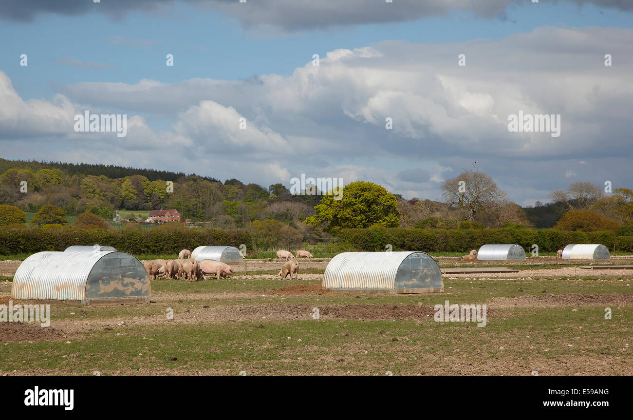 Inghilterra, West Sussex, Funtington, intervallo libero recinti per maiali. Foto Stock