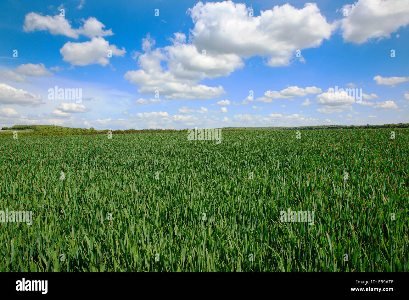 Inghilterra, West Sussex, Crossbush, campo di giovani Grano verde, Triticum aestivum. Foto Stock
