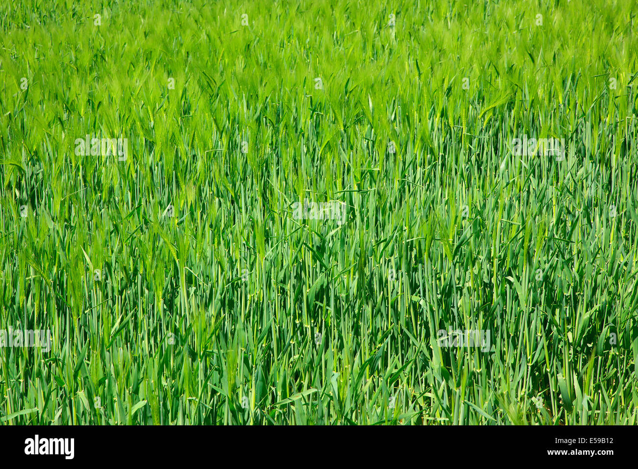 Inghilterra, West Sussex, Crossbush, campo di giovani Grano verde, Triticum aestivum. Foto Stock