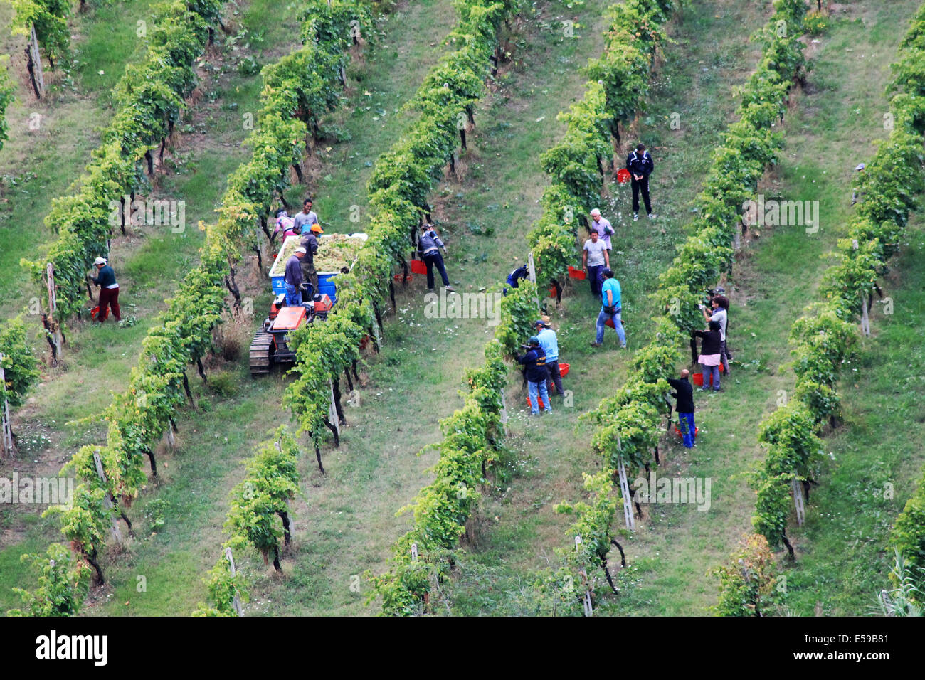 La raccolta delle uve in Italia Foto Stock