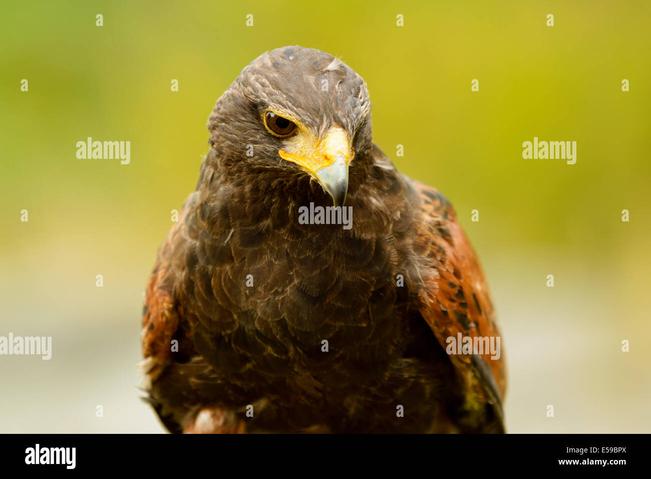 Harris hawk, Parabuteo unicinctus, qui vicino. Questo rapace è anche noto come bay-winged o dusky hawk. Foto Stock