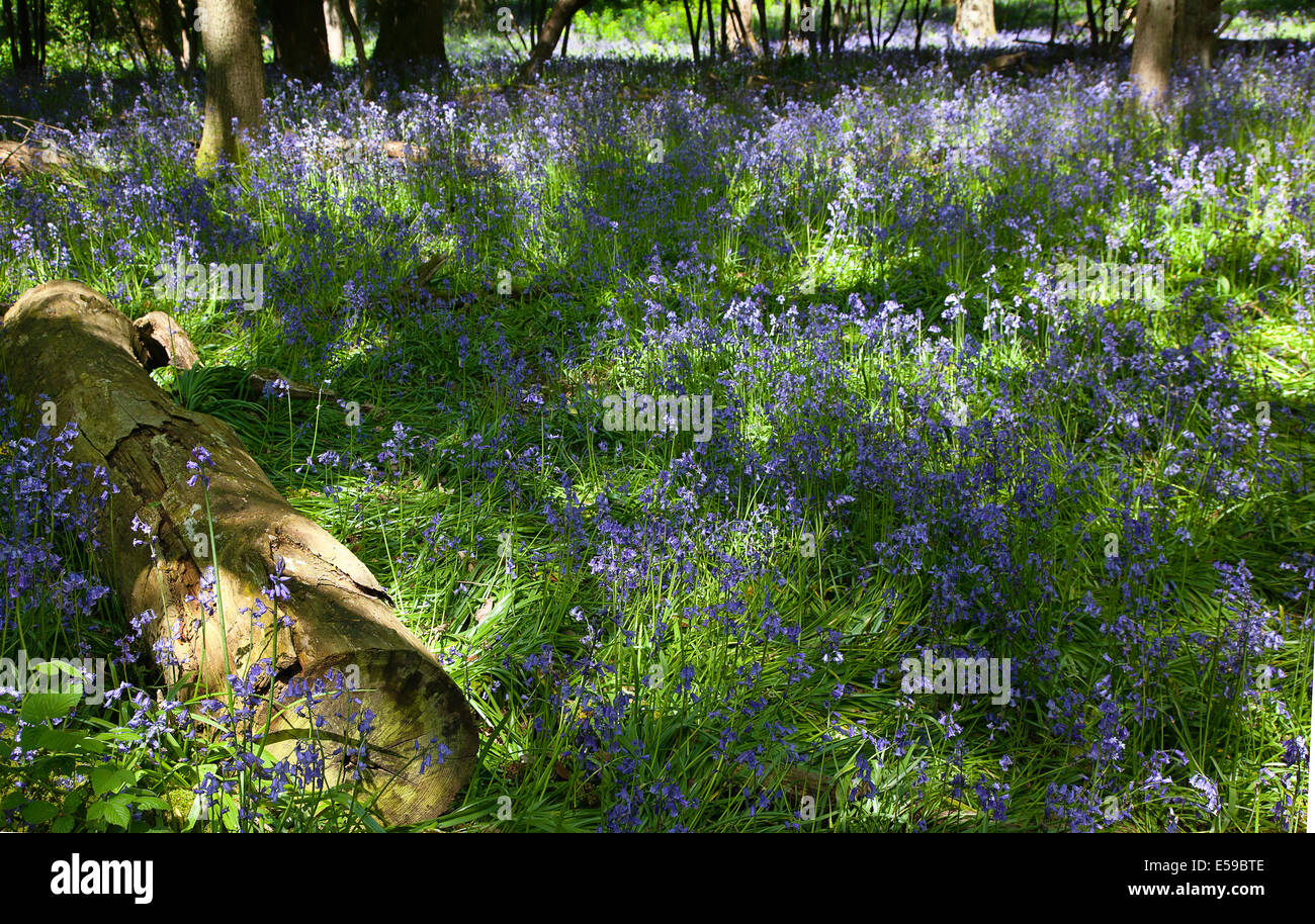 Bluebells, Hyacinthoides non scripta, in zona boschiva vicino Crossbush, West Sussex, in Inghilterra. Foto Stock