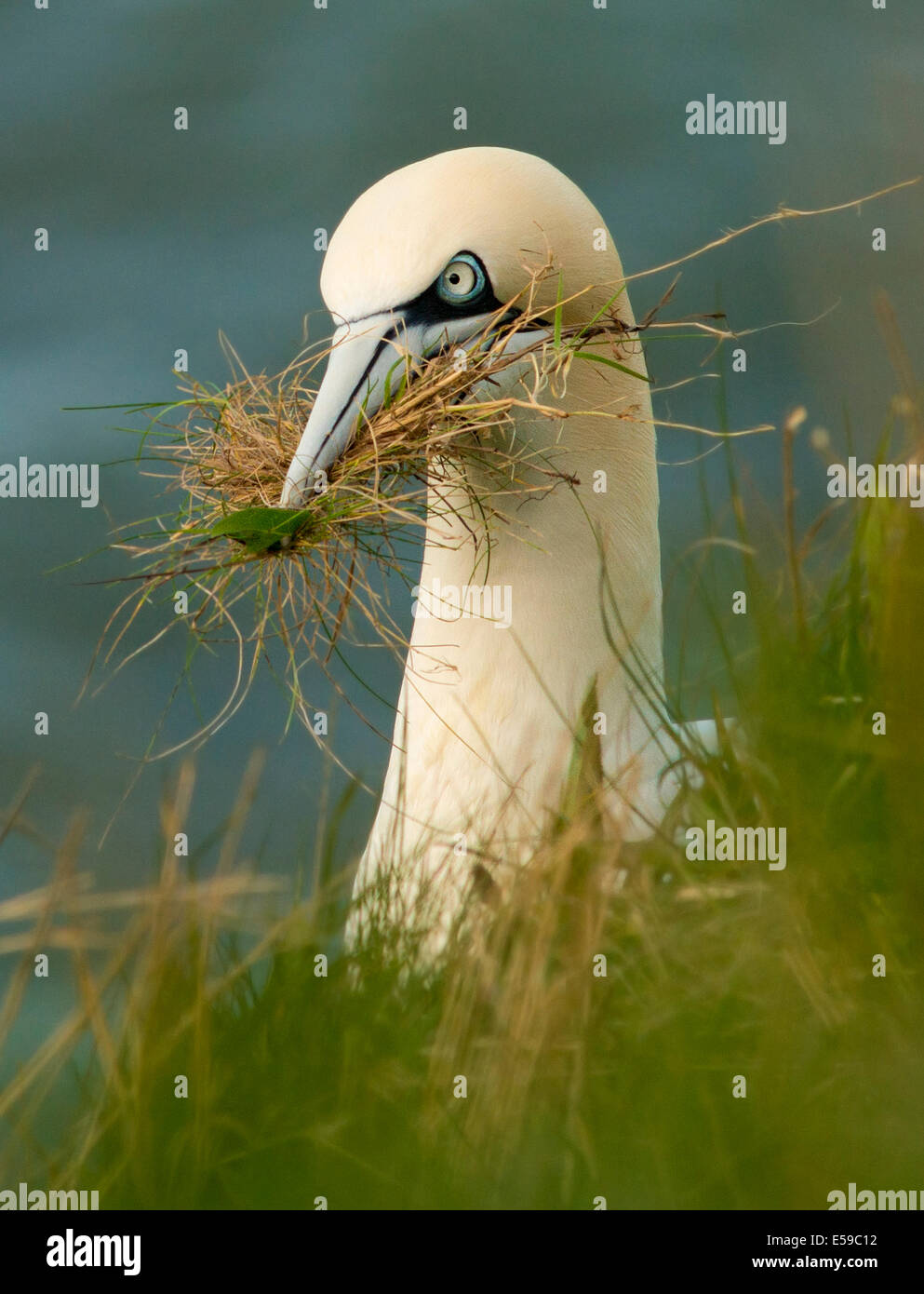 Un gannett che trasportano materiale di nesting Foto Stock