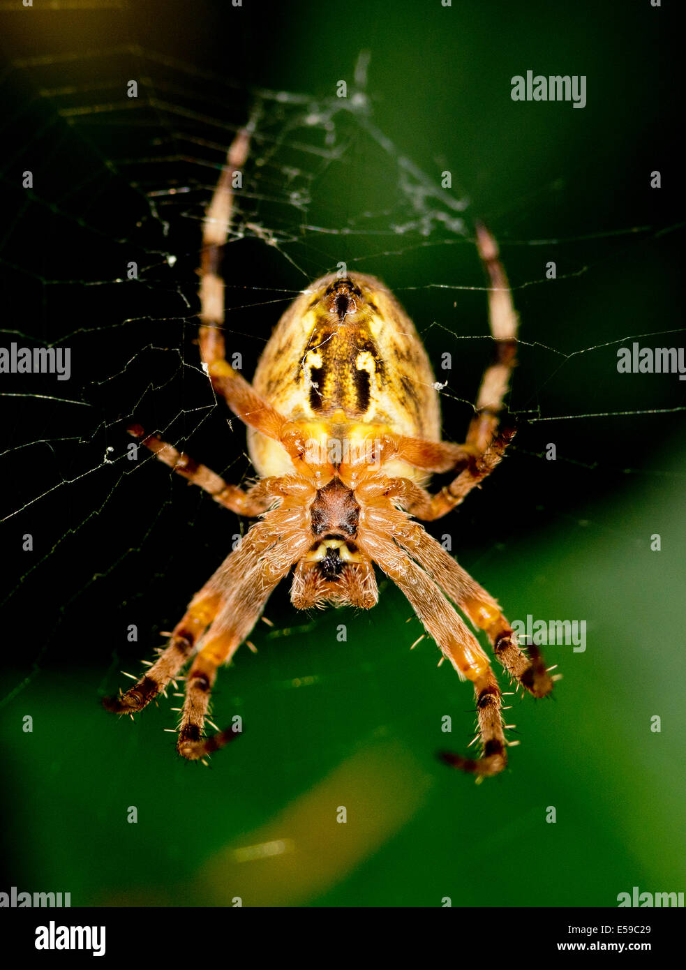 Un giardino spider sat in un web , Araneus diadematus Foto Stock