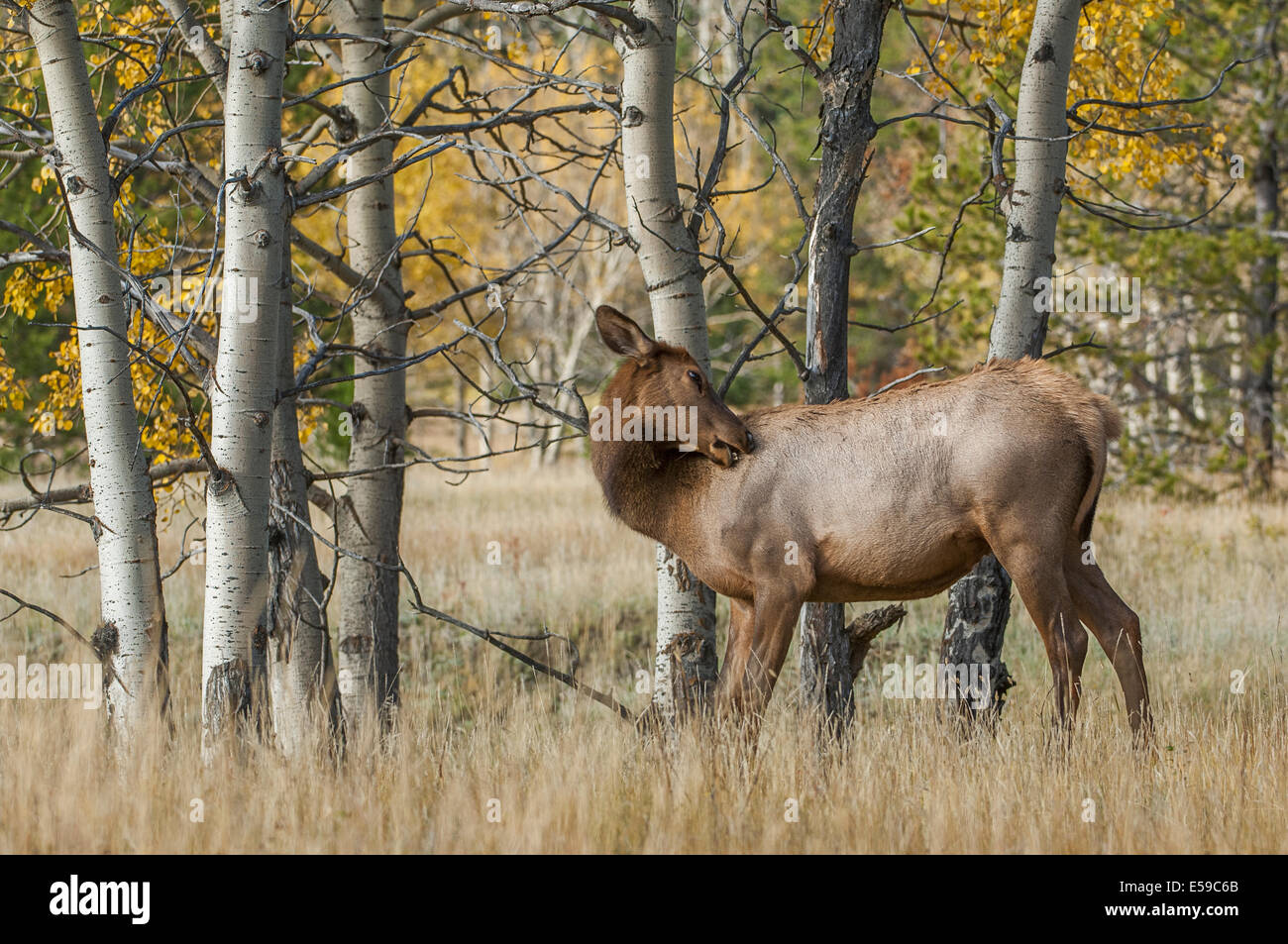 Elk (Cervus elaphus). Toelettatura all'ombra di alberi di Aspen.. Parco Nazionale di Jasper, Alberta, Canada. Foto Stock