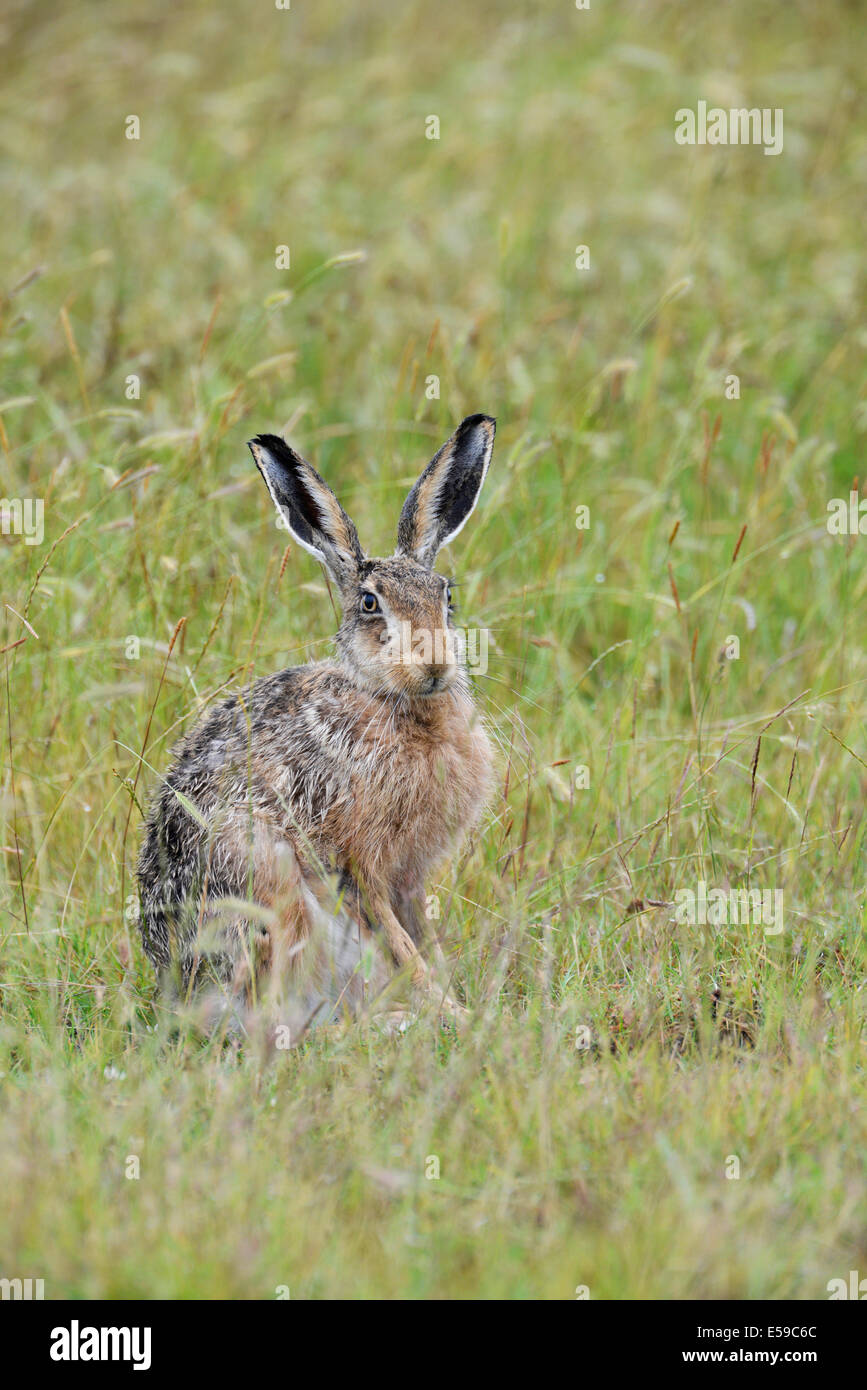 Brown lepre (Lepus europaeus) in posa di avviso. Foto Stock