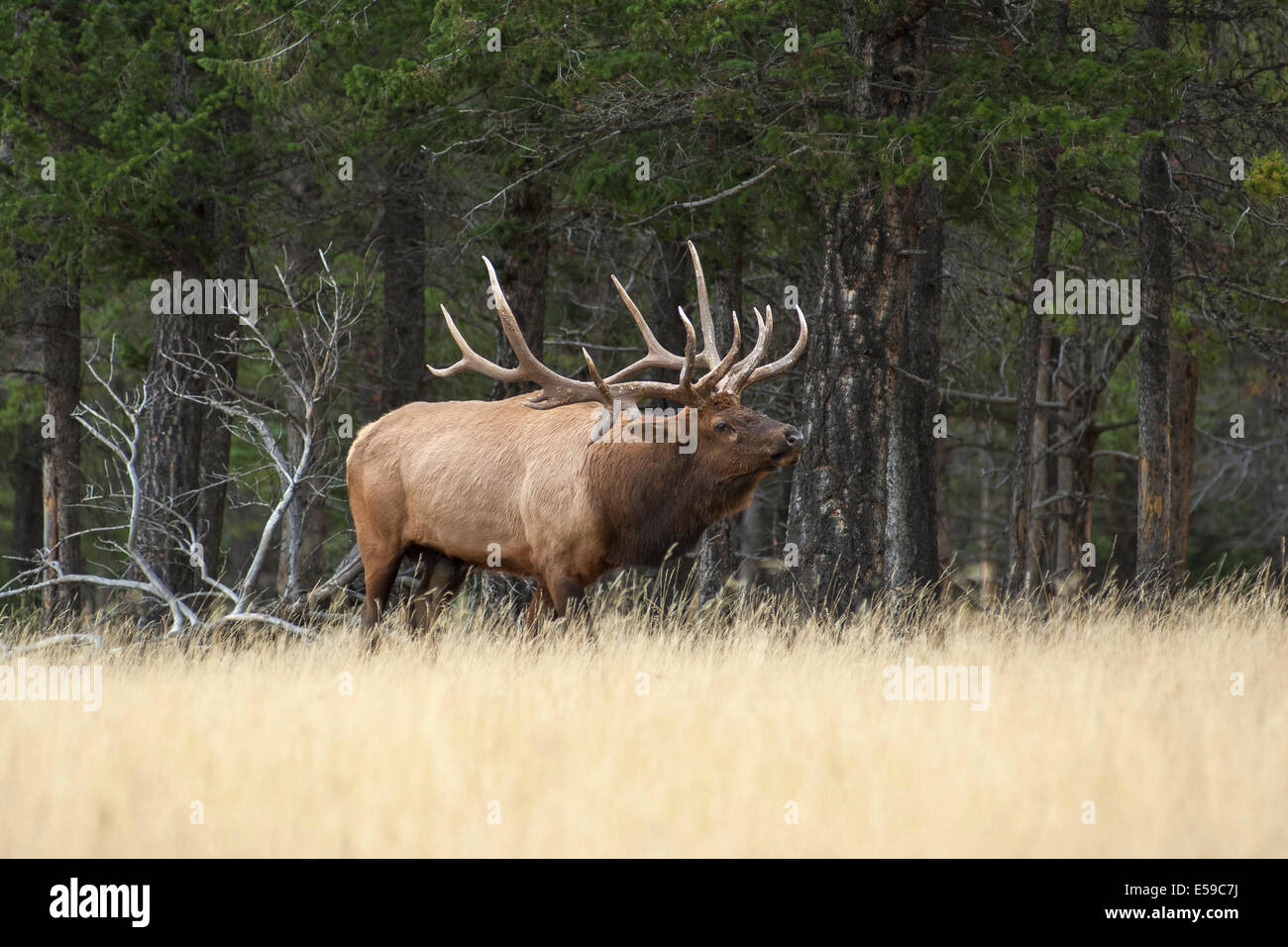 Bull Elk (Cervus elaphus). Coppia di Bull in prato di montagna durante la stagione degli amori. Il Parco Nazionale di Banff, Alberta, Canada. Foto Stock