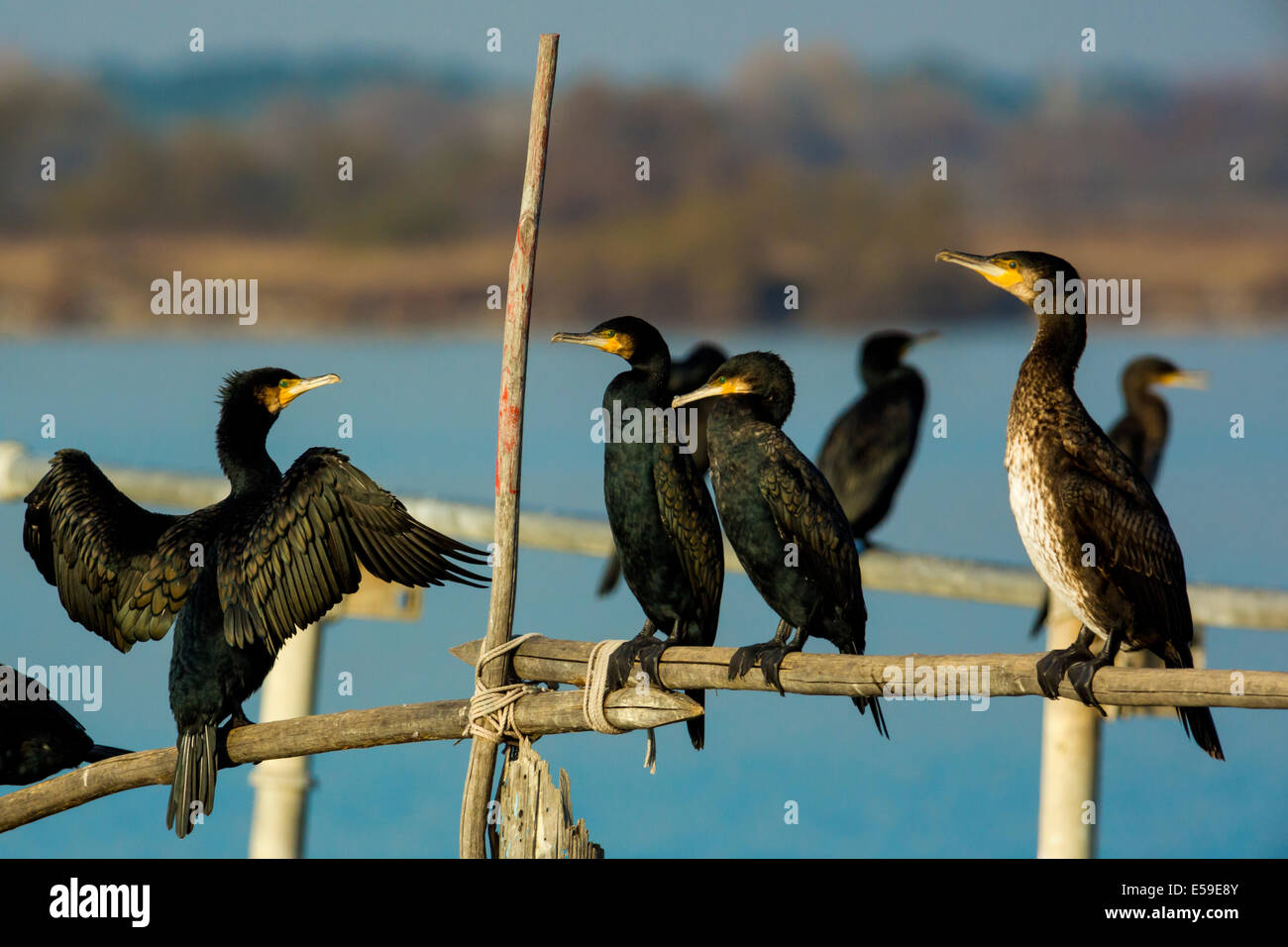 Cormorano Phalacrocorax carbo sinensis,Phalacrocorax carbo, noto come il grande cormorano nero, Francia Foto Stock