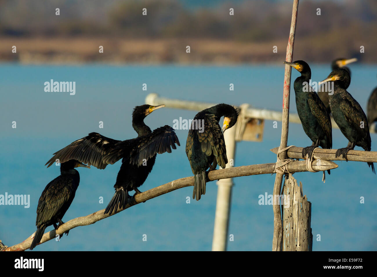 Cormorano Phalacrocorax carbo sinensis,Phalacrocorax carbo, noto come il grande cormorano nero, Francia Foto Stock