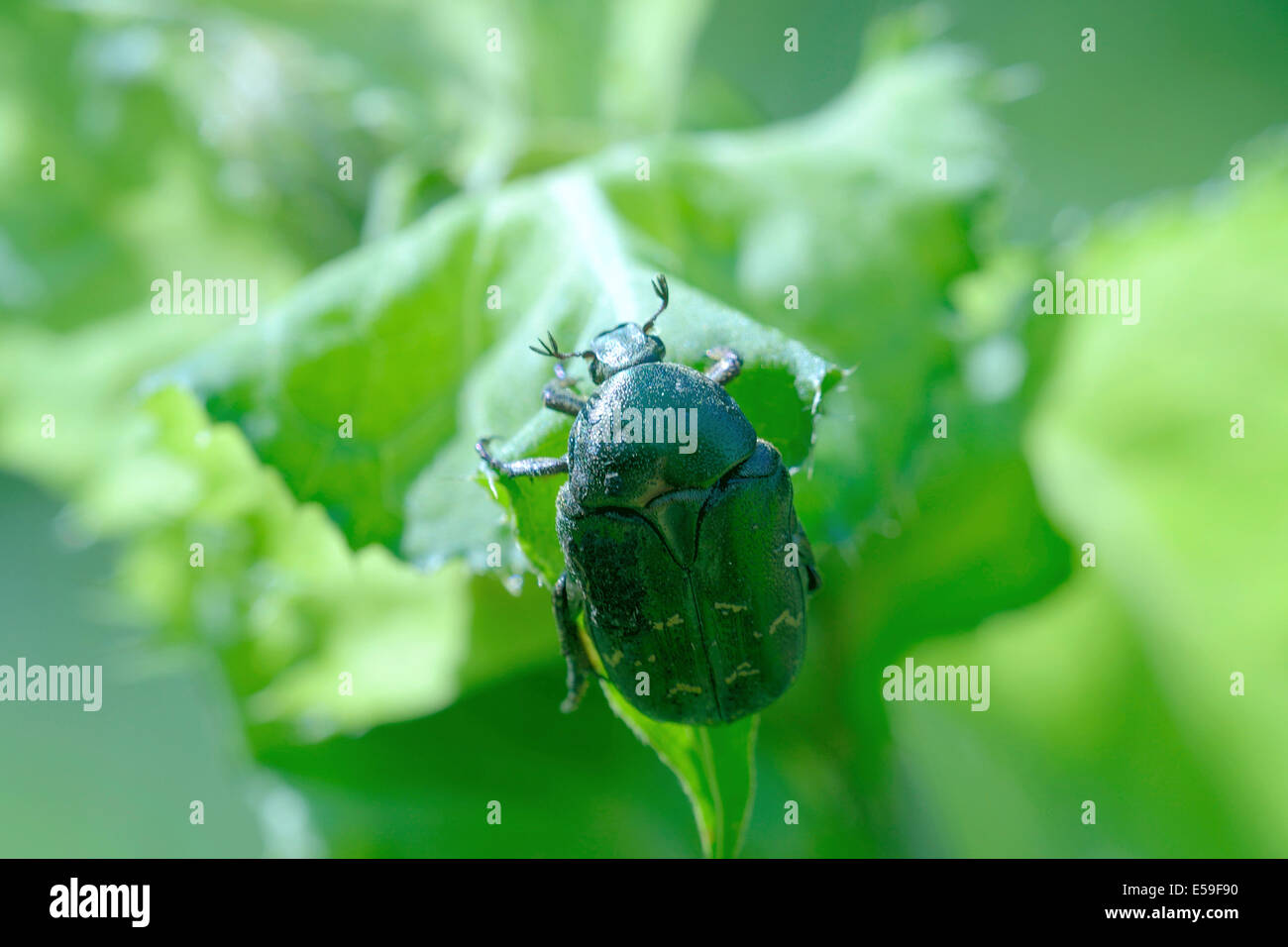 Rose (chafer Cetonia aurata) salendo su un thistle Foto Stock