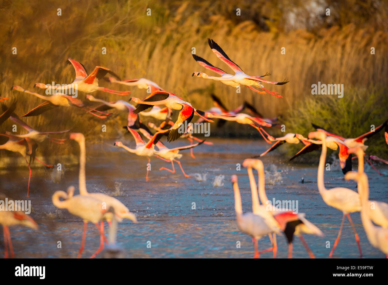 Maggiore fenicotteri Phoenicopterus roseus,Pont de Gau,Camargue, Francia Foto Stock