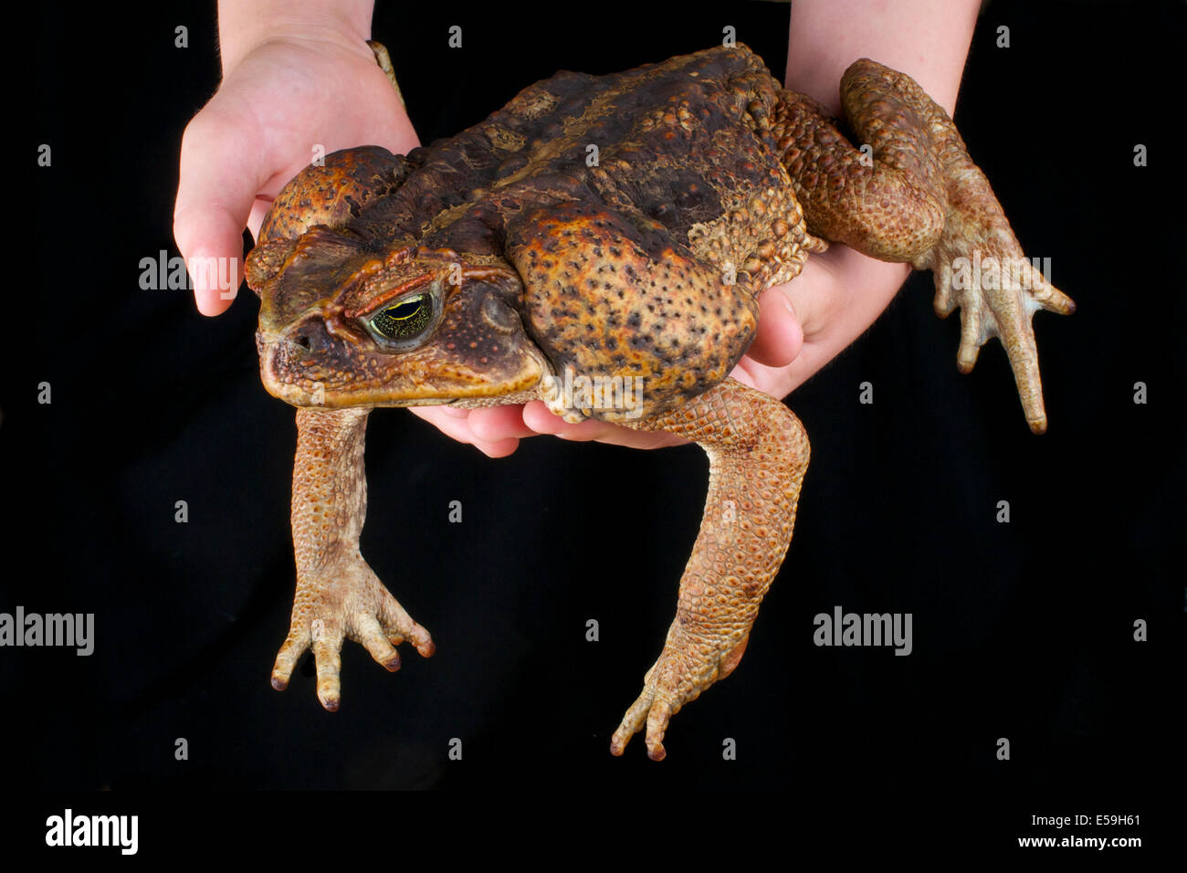 La canna da zucchero toad / Rhinella marina Foto Stock