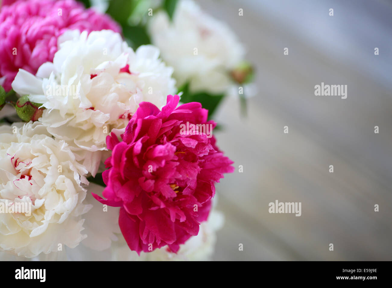 Il bianco e il rosso peonia petali closeup, fiori Foto Stock