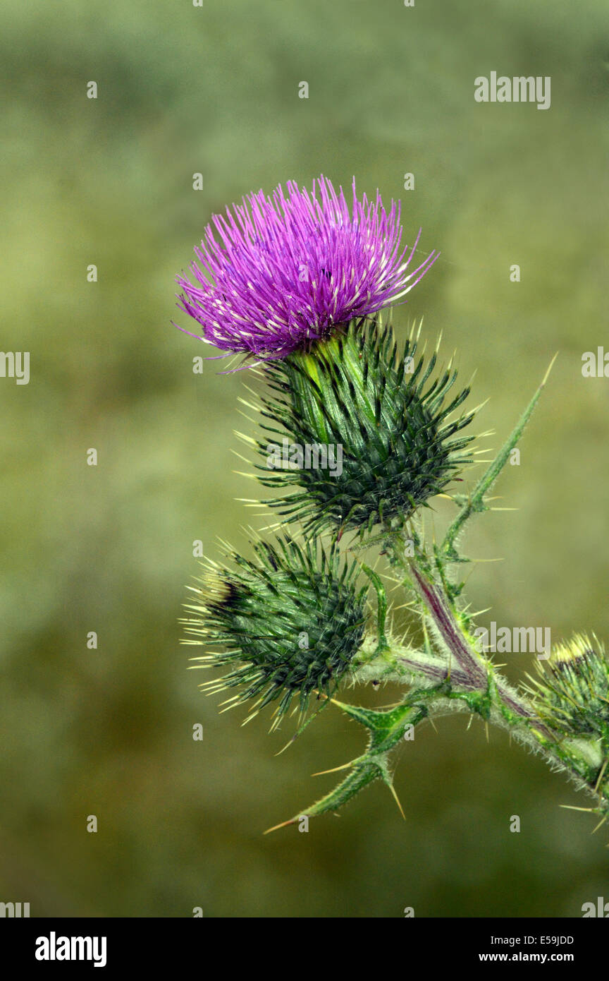 Scottish Thistle testa contro un muto sfondo del fogliame Foto Stock