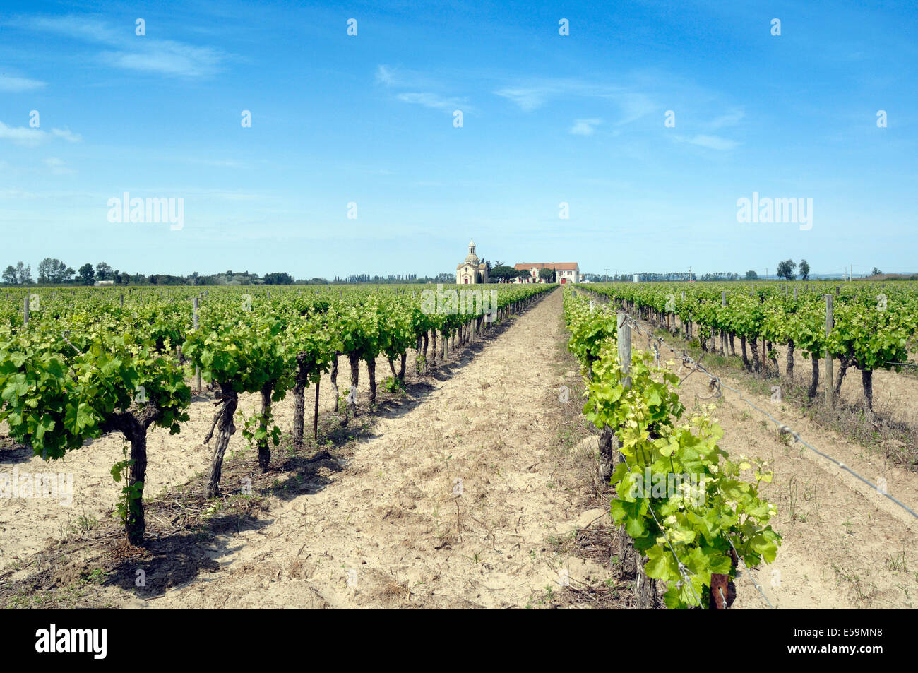 Cappella di una cantina in un vigneto del famoso Vin des Sables (sabbia vitigno), Francia Provenza e Camargue, Montcalm Foto Stock