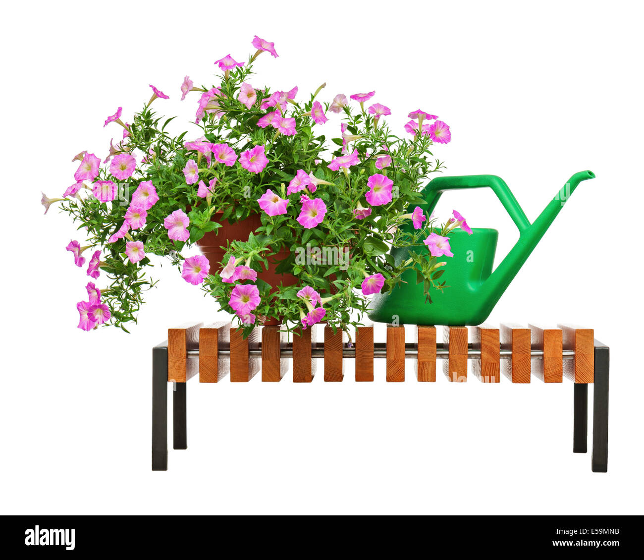 Petunia rosa fiori in vaso di fiori sul banco di legno con accessori giardino isolato su sfondo bianco. Foto Stock