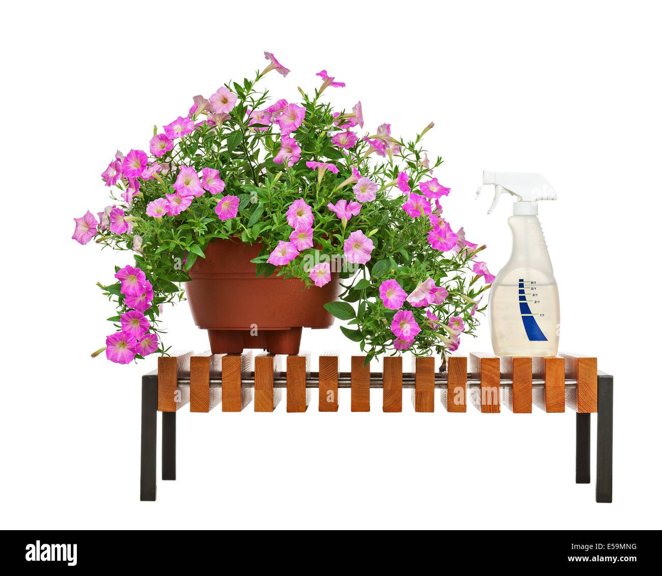 Petunia rosa fiori in vaso di fiori sul banco di legno con accessori giardino isolato su sfondo bianco. Foto Stock