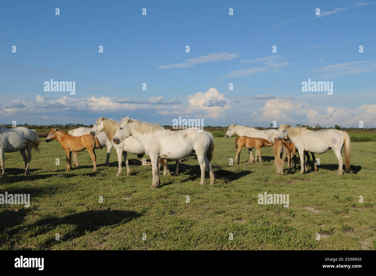 Cavallo della Camargue con puledro, Provenza, Francia Foto Stock