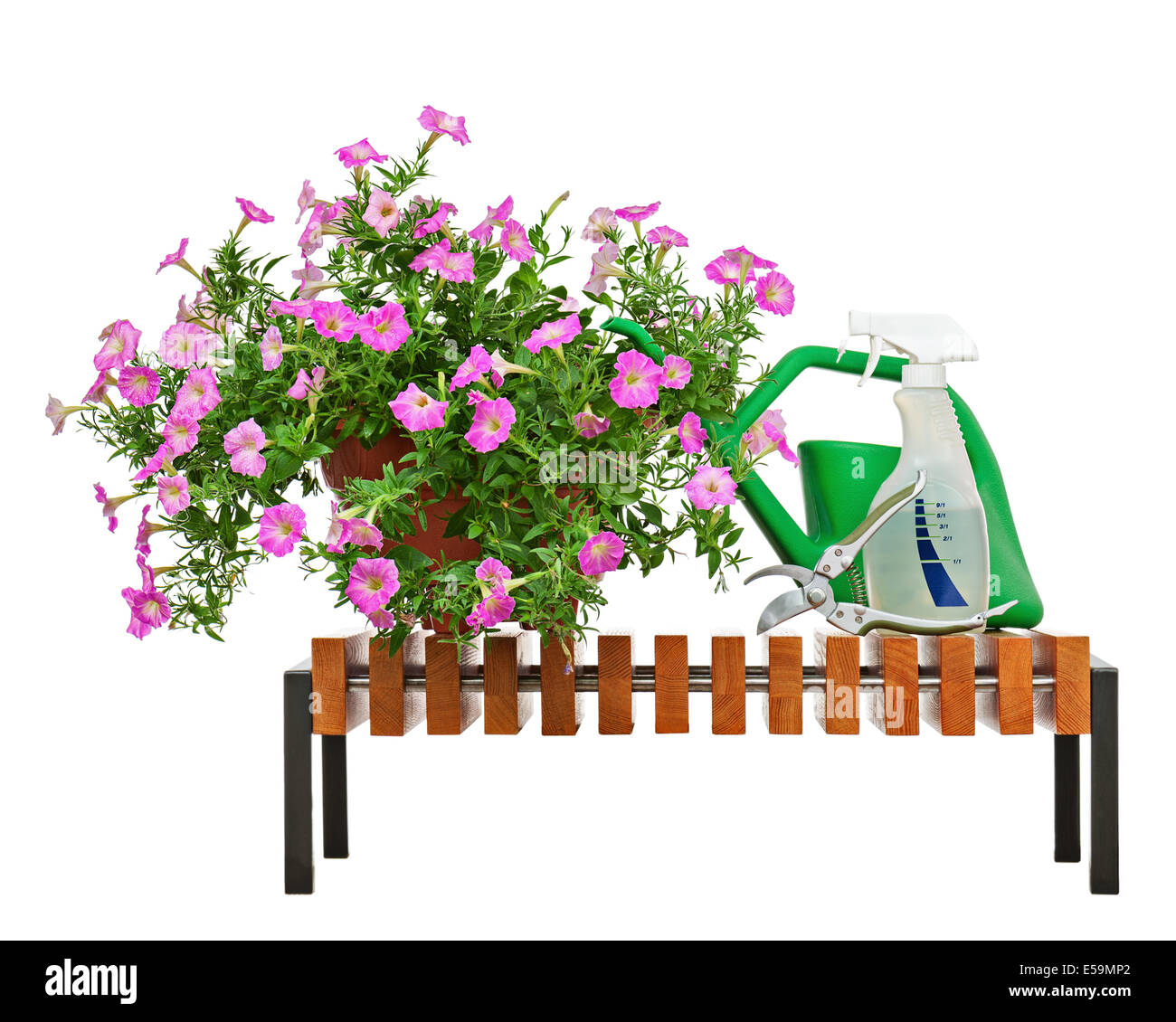 Petunia rosa fiori in vaso di fiori sul banco di legno con accessori giardino isolato su sfondo bianco. Foto Stock