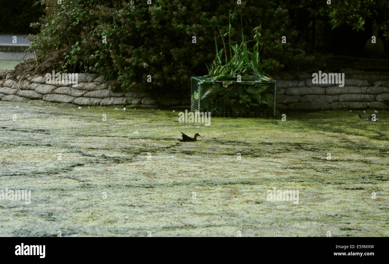 Brighton, Sussex, Regno Unito. Il 24 luglio, 2014. Una vittima del clima caldo in tutta la Gran Bretagna al momento sono il nostro stagni e laghi che sono contemplati in un tappeto verde di alghe si tratta di Queens Park stagno in Brighton che soffre al momento a causa del prolungato periodo di tempo caldo Credito: Simon Dack/Alamy Live News Foto Stock