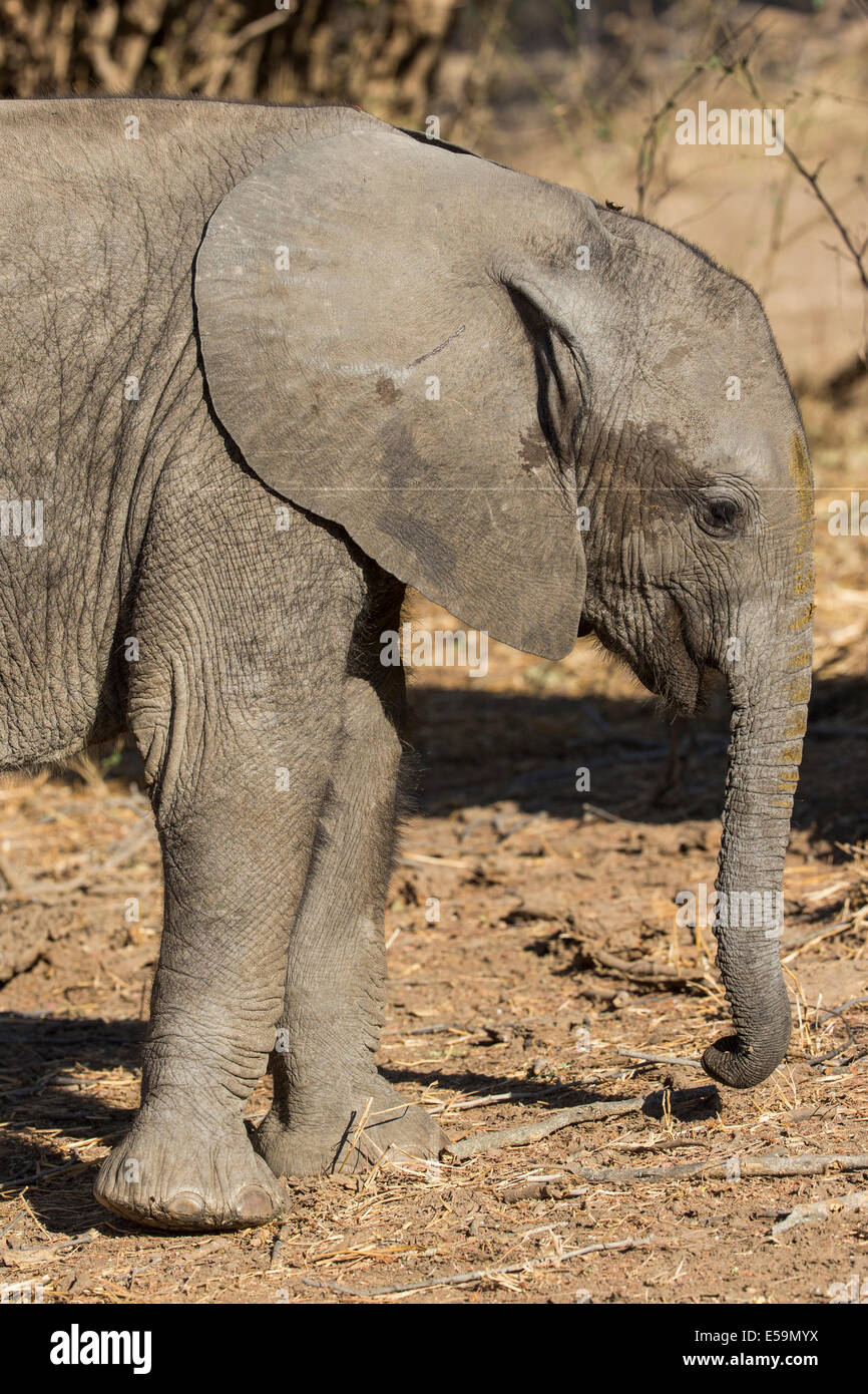 Baby Elefante africano (Loxodonta africana) Profilo laterale Foto Stock