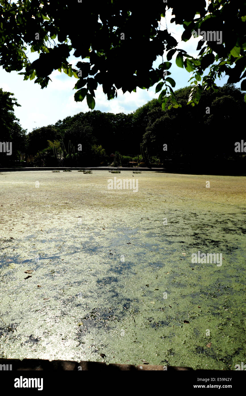 Brighton, Sussex, Regno Unito. Il 24 luglio, 2014. Una vittima del clima caldo in tutta la Gran Bretagna al momento sono il nostro stagni e laghi che sono contemplati in un tappeto verde di alghe si tratta di Queens Park stagno in Brighton che soffre al momento a causa del prolungato periodo di tempo caldo Credito: Simon Dack/Alamy Live News Foto Stock