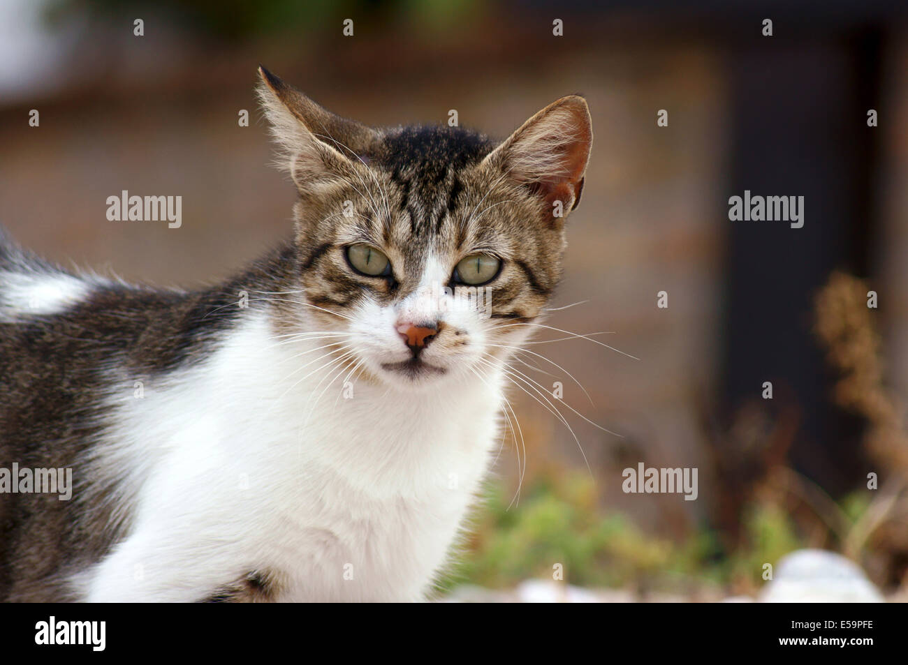 Il Greco bianco e grigio cat Foto Stock