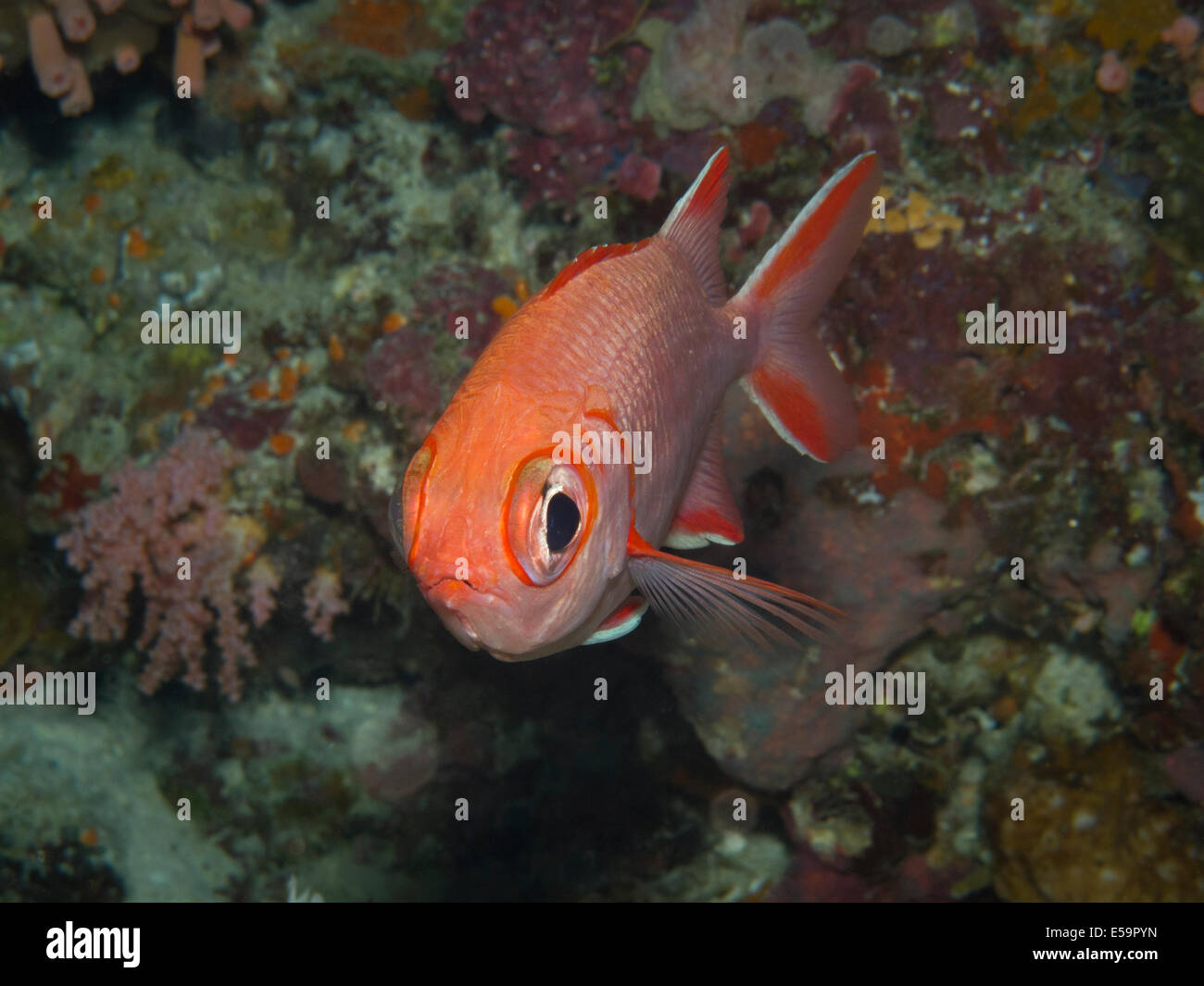 Soldierfish solitario all'interno di una grotta in Banana reef, maschio del nord' atollo delle Maldive Foto Stock