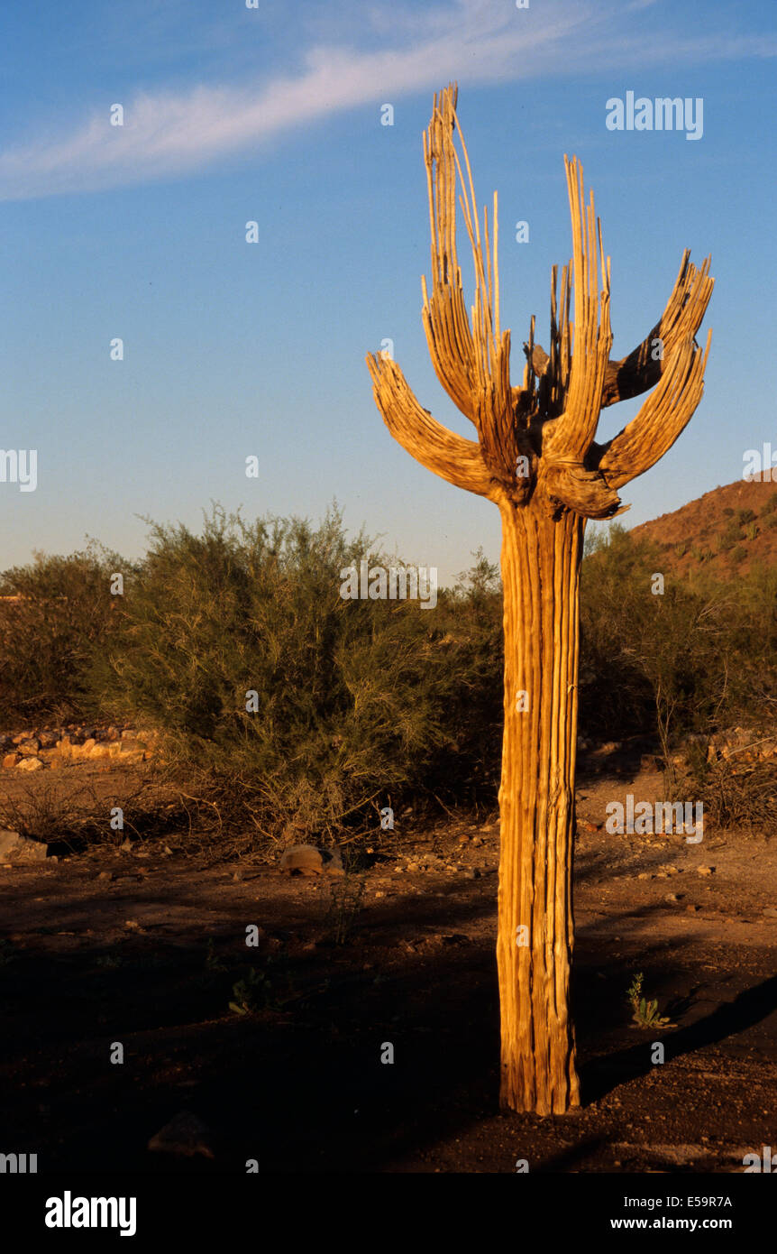 Cactus Saguaro scheletro nel deserto dell'Arizona Foto Stock