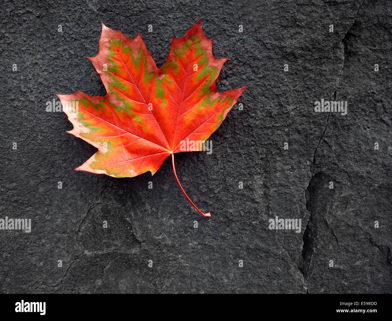 Dettaglio della red autumn fall maple leaf su una roccia nera Foto Stock
