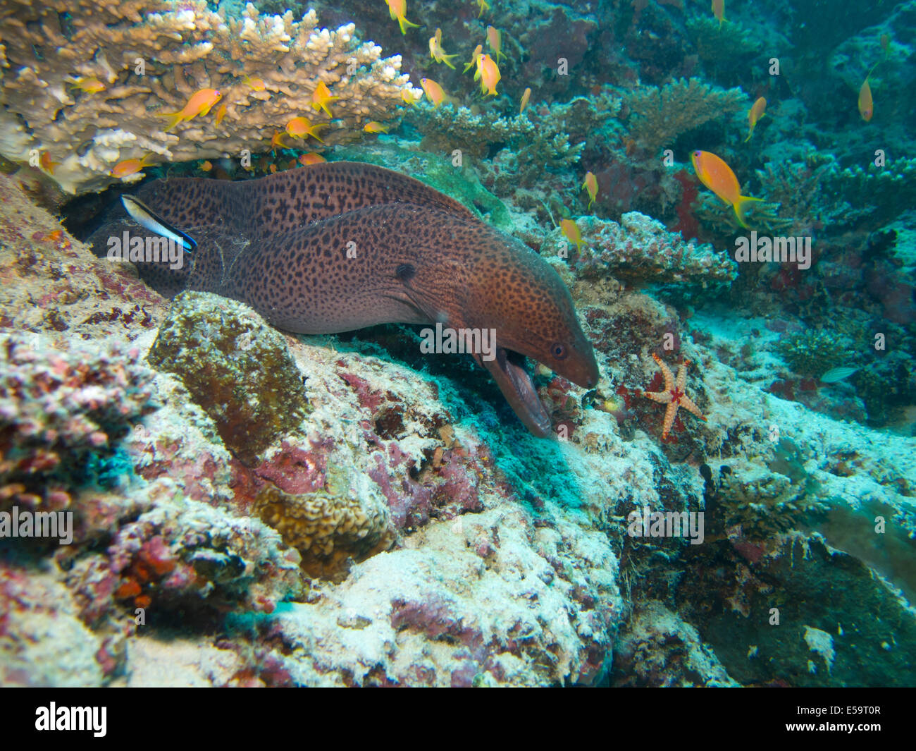 Murena con la bocca aperta delle Maldive Foto Stock