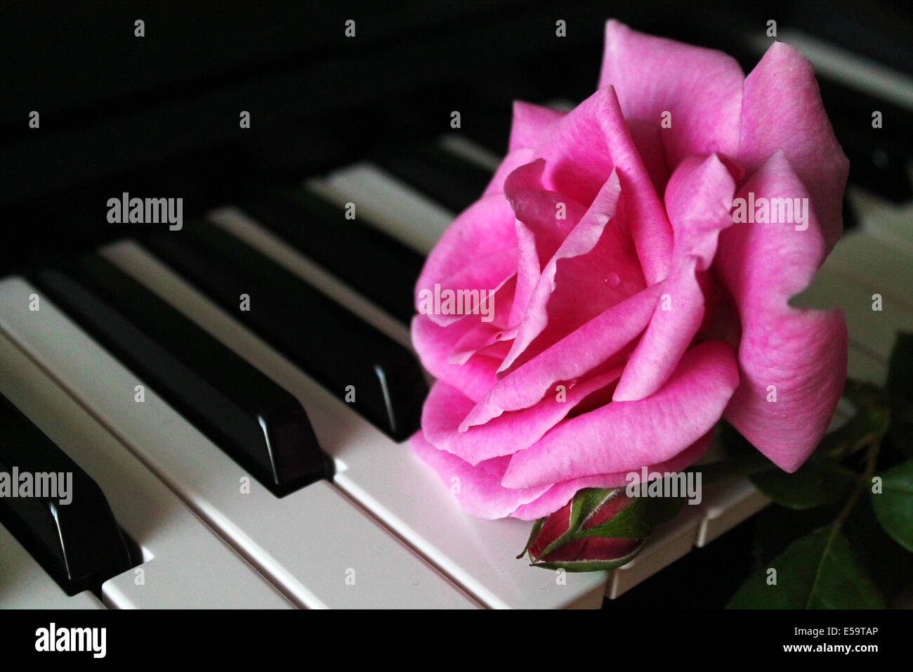 Rosa rosa sul pianoforte Foto Stock