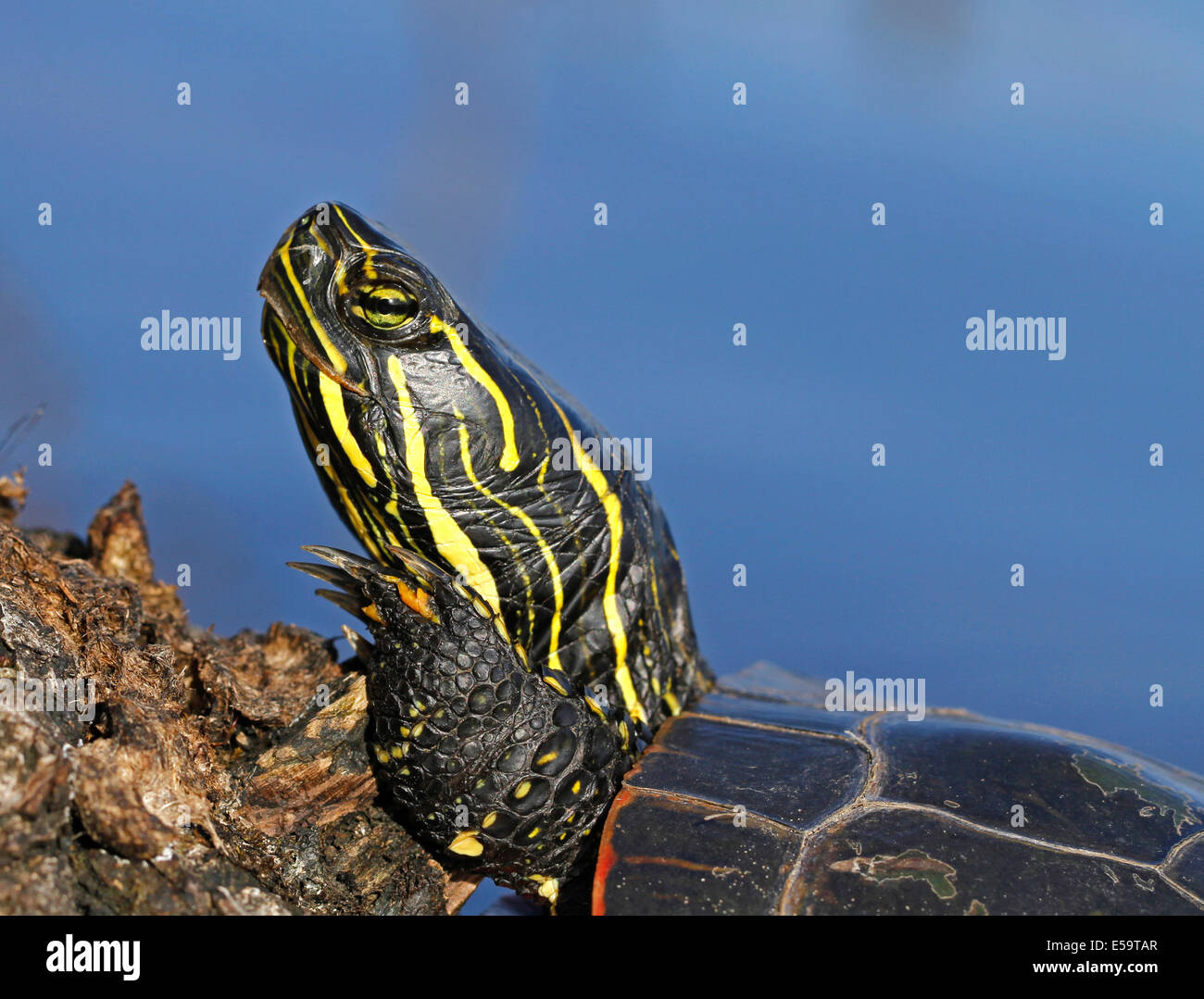 Western dipinto turtle sunning stesso sul log in Boulevard Lago, Thunder Bay; Ontario, Canada. Foto Stock