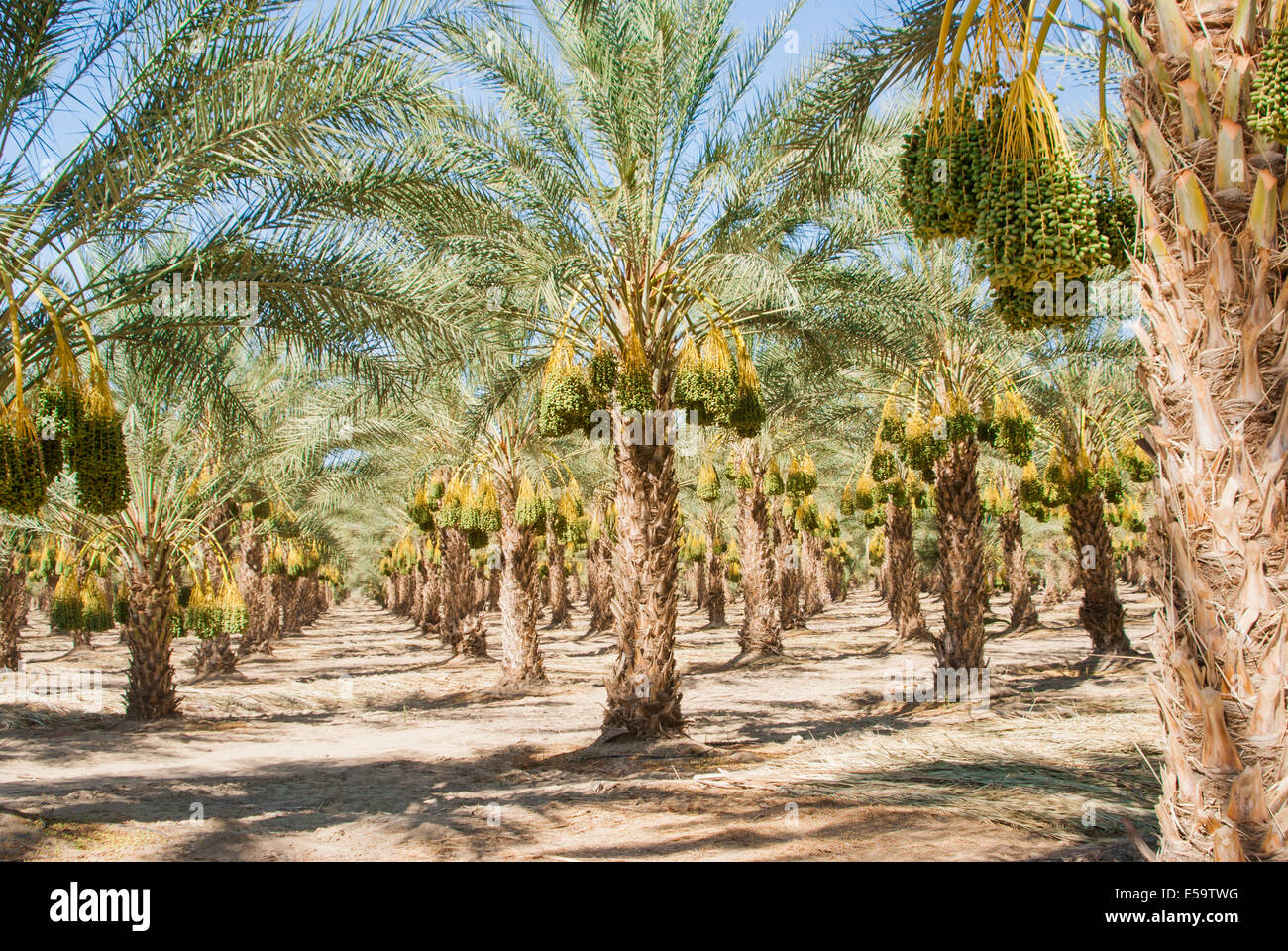 Stagionati california data palm orchard nella luce del sole Foto Stock