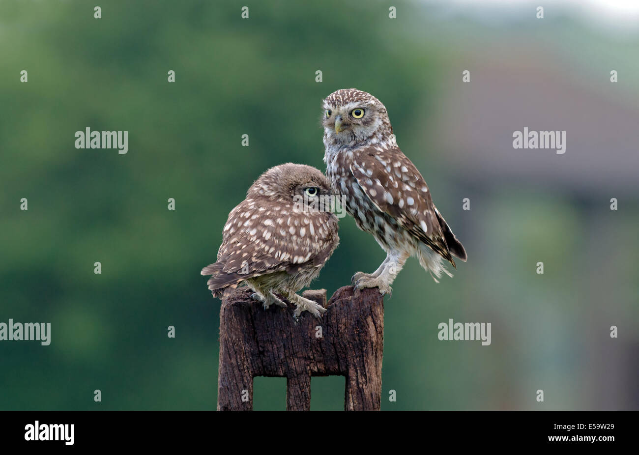 Poco femmina Owl-Athene noctua con i capretti (Owlet), estate, UK. Foto Stock