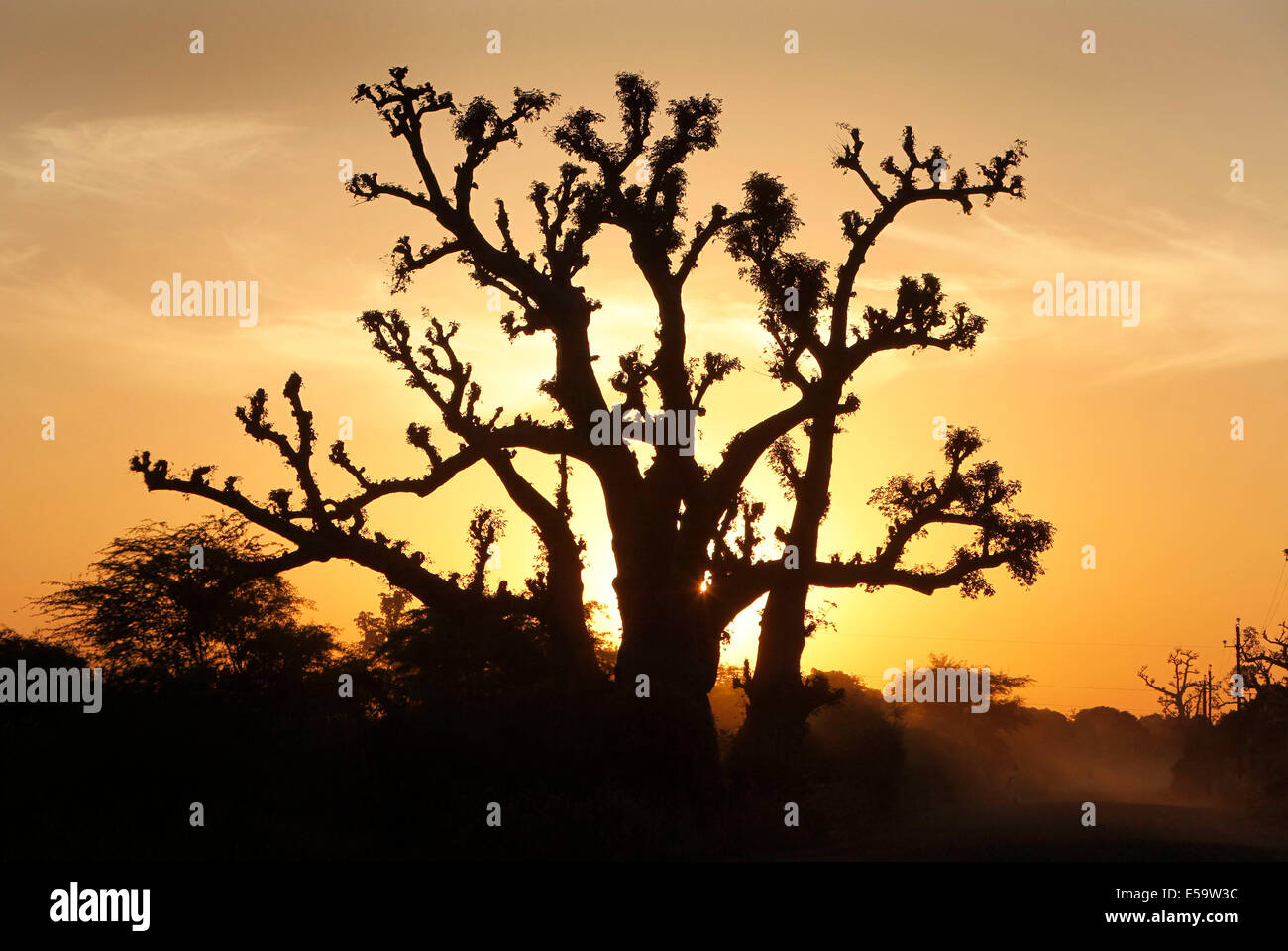 Il Senegal, sagome di alberi di baobab al tramonto Foto Stock