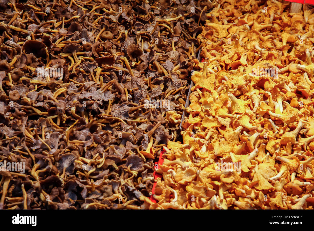 Chanterelle, funghi, Stoccolma, Svezia, Europa, Estocolmo Foto Stock