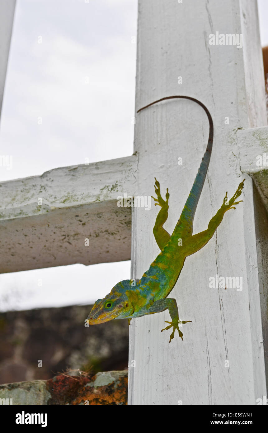 Anolis bimaculatus lizard su un palo da recinzione, Ottley's Plantation Inn, St Kitts Foto Stock