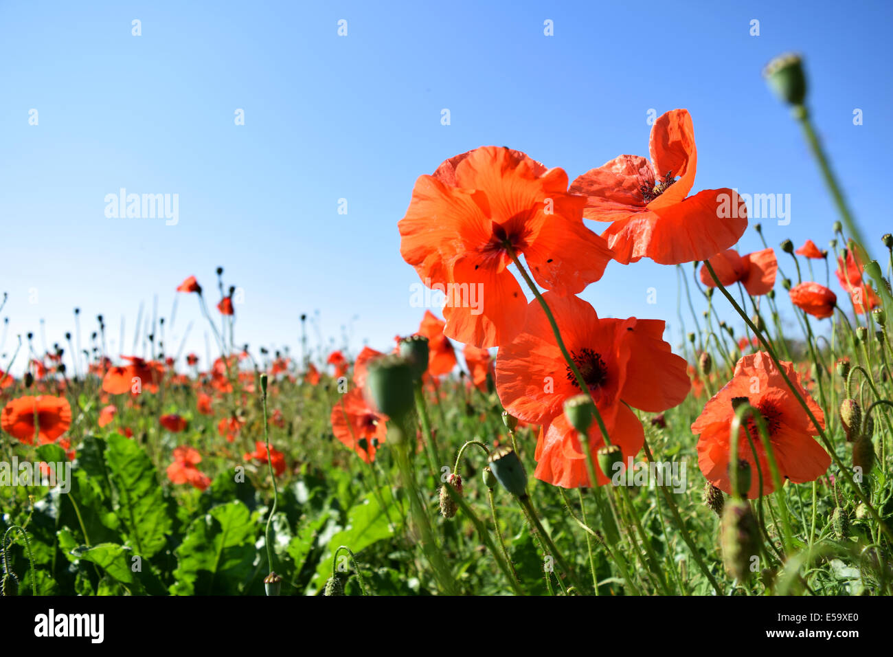 Campo di papavero contro un cielo blu in estate Foto Stock