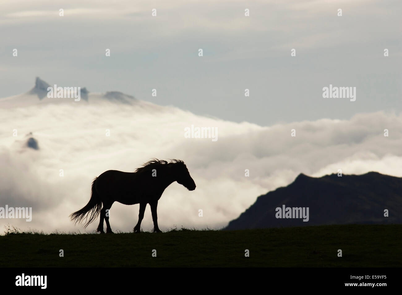 Cavallo islandese Silhouette - Islanda Foto Stock