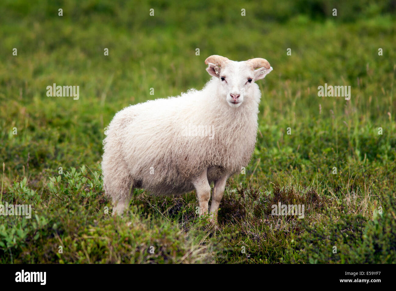 Icelandic Sheep - Islanda Foto Stock