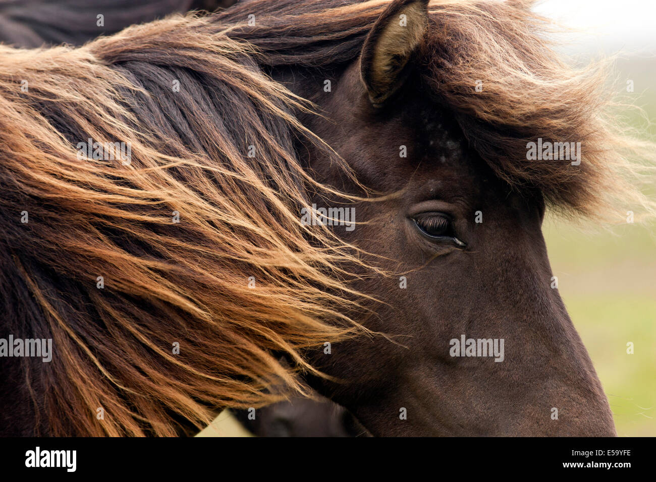 Close-up del cavallo islandese - Islanda Foto Stock